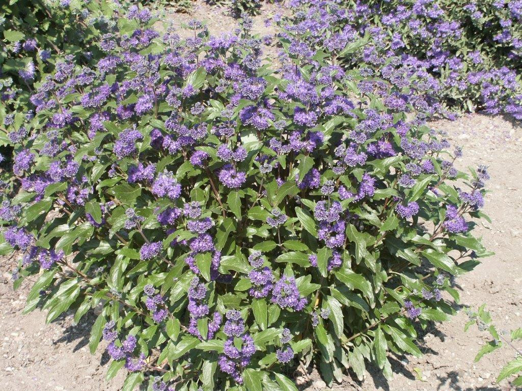 CARYOPTERIS clandonensis ´Grand Bleu´® (´Inoveris´)Ⓢ