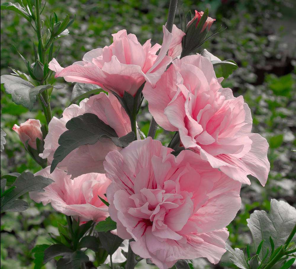 HIBISCUS syriacus ´Pink Chiffon´ (´JWNWOOD4´)Ⓢ