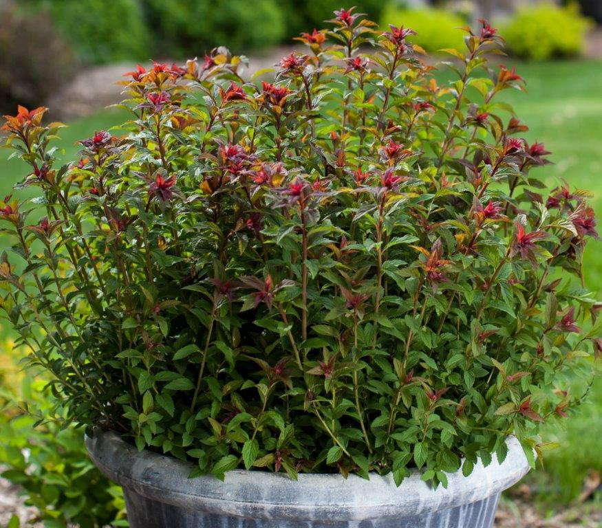 SPIRAEA japonica ´Superstar´ (´Denistar´) FE® (= bumalda ´Superstar´)