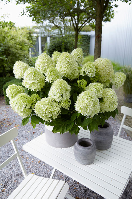 HYDRANGEA paniculata ´Little Spooky´ (´GRHP08´)Ⓢ