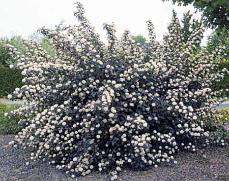 PHYSOCARPUS opulifolius ´Diabolo´® (´KOJUPOD´)