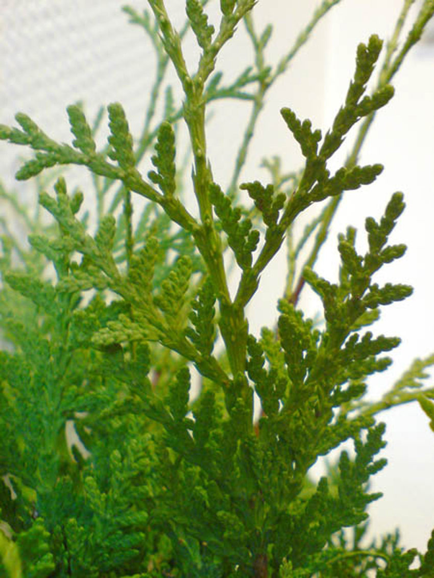 THUJA occidentalis ´Columna´ - Auslese