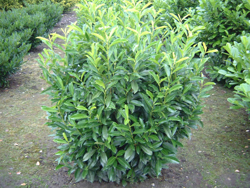 PRUNUS laurocerasus ´Reynvaanii´