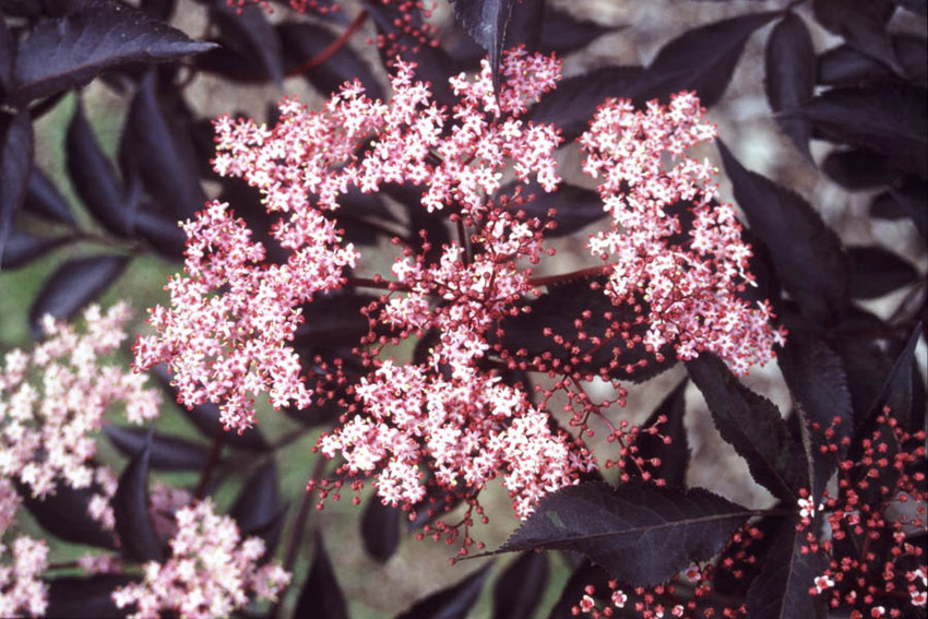 SAMBUCUS nigra ´Black Beauty´® (´Gerda´)Ⓢ