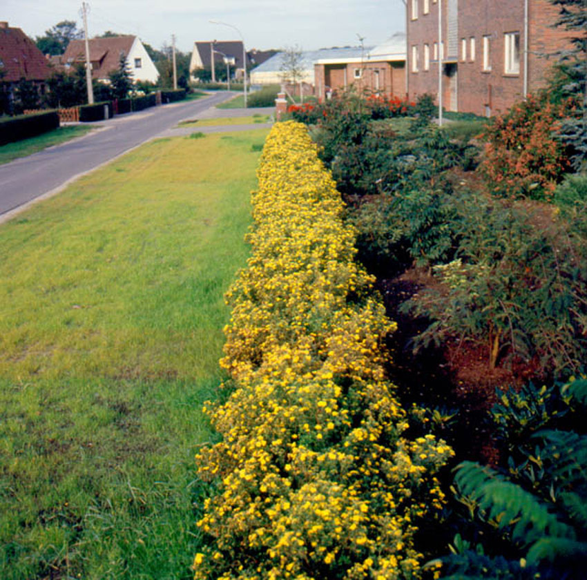 Image of Potentilla Goldfinger shrub in autumn