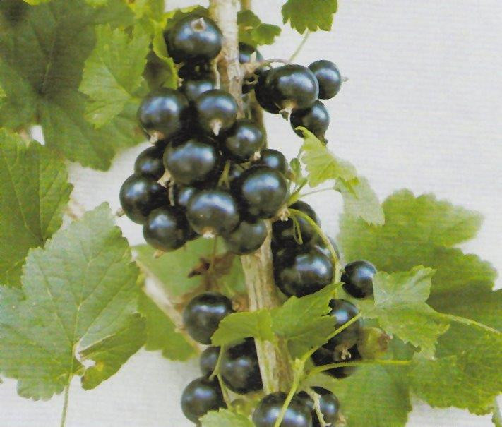 RIBES nigrum ´Hedda´