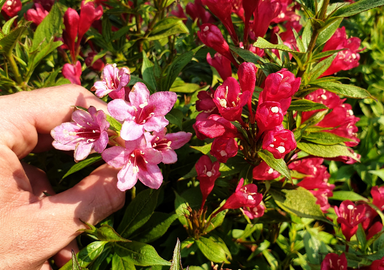 WEIGELA florida ´Picobella Rosso´ (´TVP3´)Ⓢ Laubgehölze Sortiment