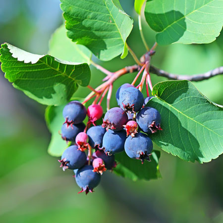 AMELANCHIER alnifolia ´Greatberry® Fruity´ (= alnifolia ´Martin´) (´KOJUAAGR´)