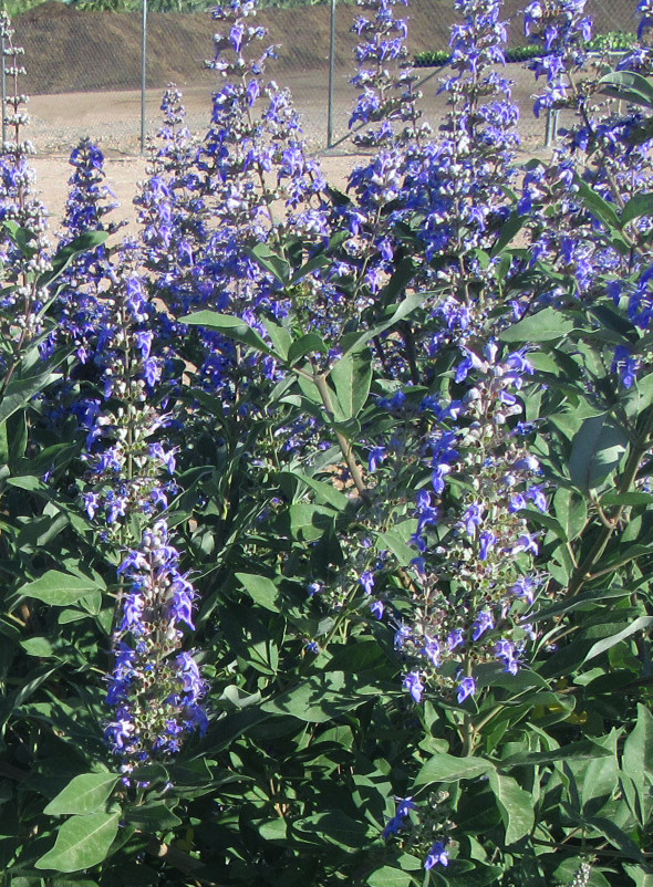 VITEX agnus-castus ´Magical® Summertime Blues´ (=´Helen Froehlich´)Ⓢ