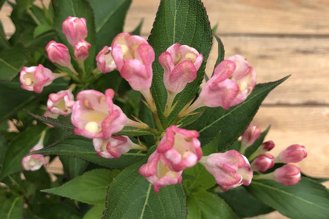 WEIGELA florida ´All Summer® Peach´ (´Slingpink´)Ⓢ