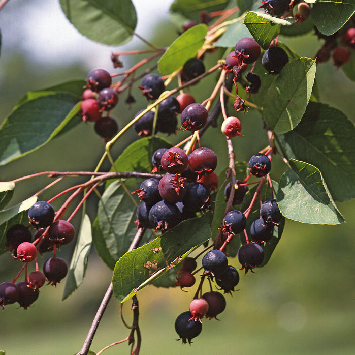 AMELANCHIER grandiflora ´Prince William´ (= canadensis ´Prince William´)