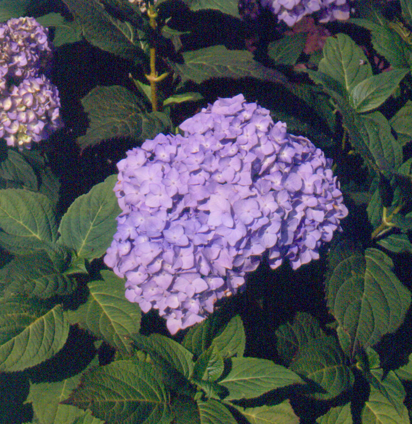 HYDRANGEA macrophylla ´Bouquet Rose´ (= ´Bouquet Blue´)