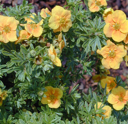 POTENTILLA fruticosa ´Mango Tango´® (´Uman´)Ⓢ