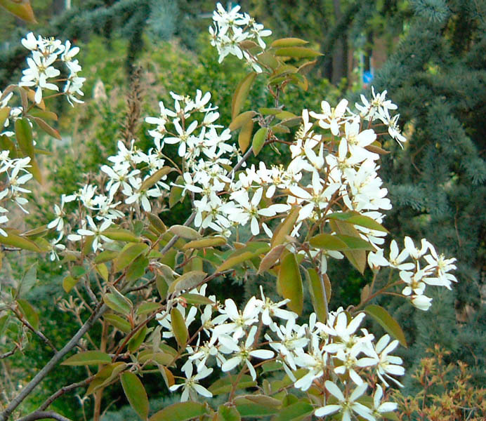 AMELANCHIER lamarckii