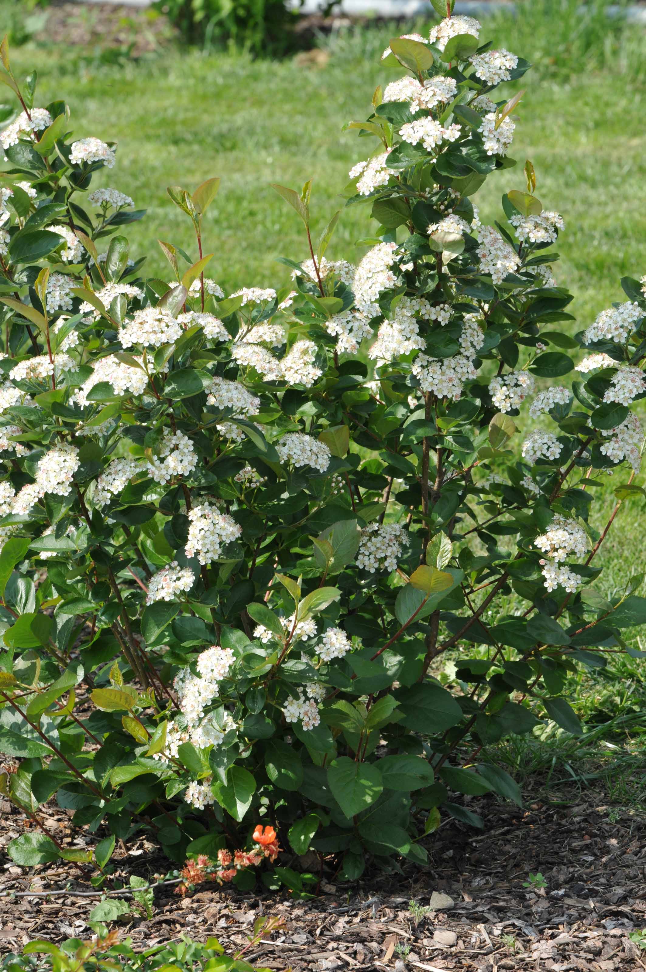 ARONIA prunifolia ´Nero´ (= melanocarpa ´Nero´) | Decidous trees and Shrubs  | Assortment/Shop | Kordes Jungpflanzen