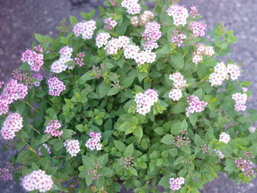 SPIRAEA japonica ´Little Princess´