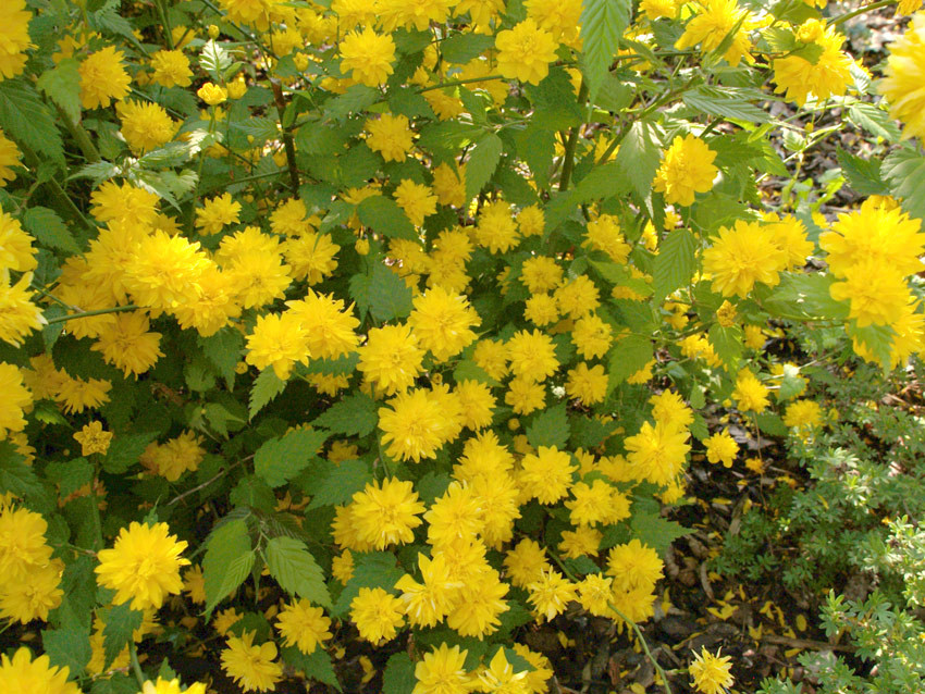 KERRIA japonica ´Pleniflora´