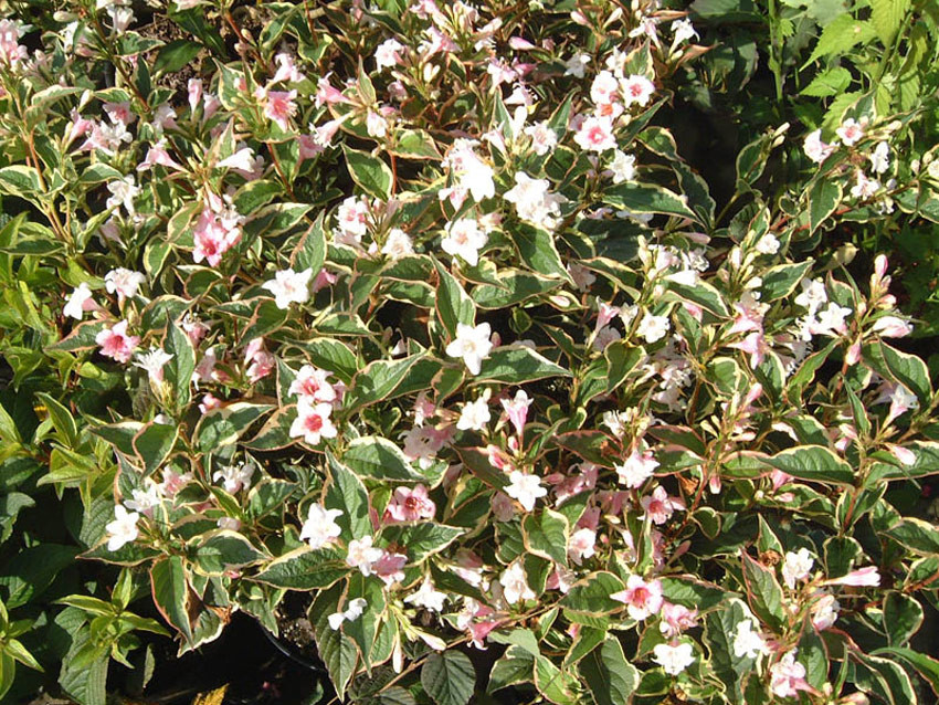 WEIGELA florida ´Nana Variegata´