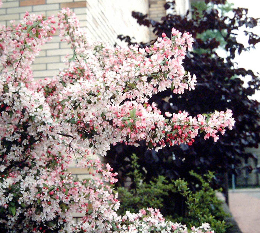 MALUS floribunda