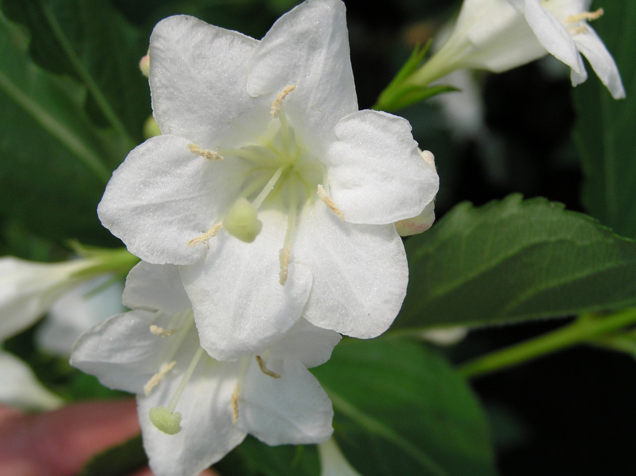 WEIGELA ´Snowflake´