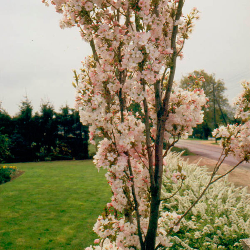 PRUNUS serrulata ´Amanogawa´ (= f. erecta)