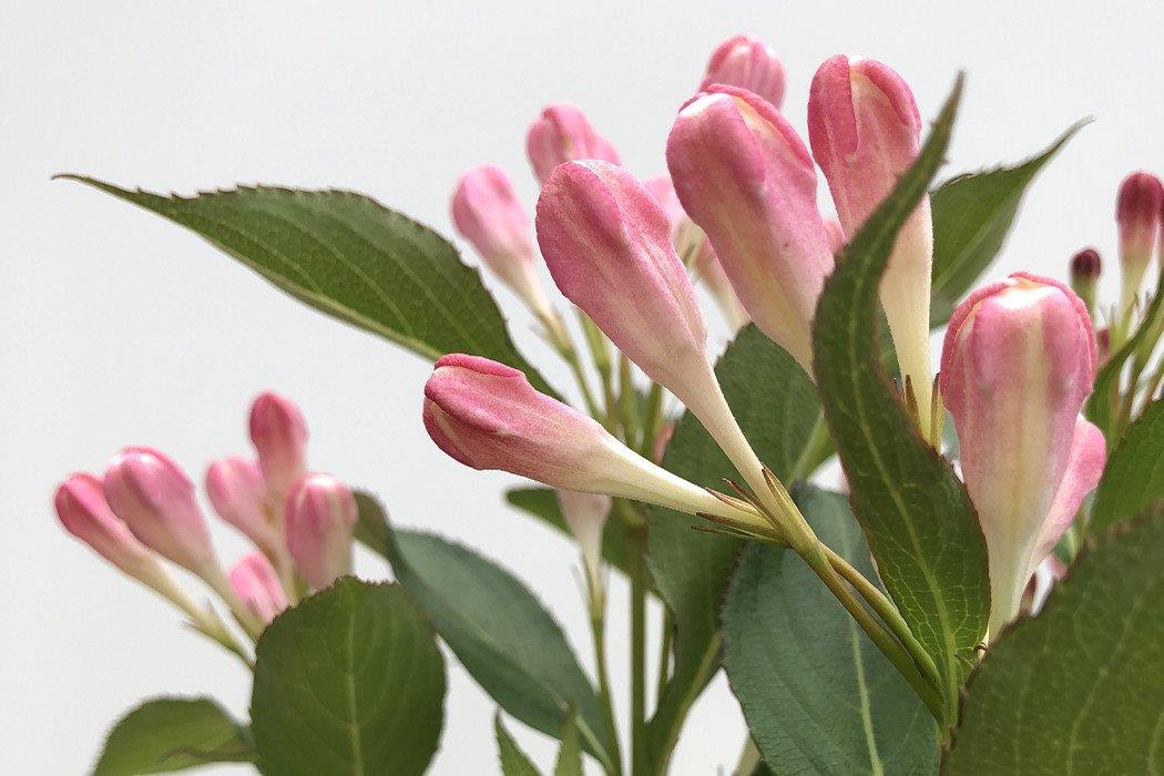 WEIGELA florida ´All Summer® Peach´ (´Slingpink´)Ⓢ