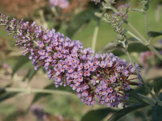 BUDDLEJA ´Lochinch´