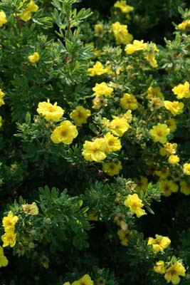 POTENTILLA fruticosa ´Citrus Tart´ (´Bailcitrus´) FE®