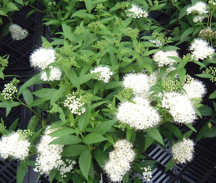 SPIRAEA japonica ´Albiflora´ (= S. albiflora, callosa alba)