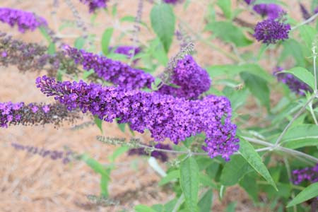 BUDDLEJA davidii ´Psychedelic Sky´(´PIIBDI-III´) FE®