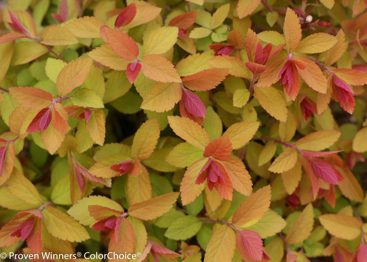 SPIRAEA japonica ´Double Play® Big Bang´ (´Tracy´)Ⓢ PW®