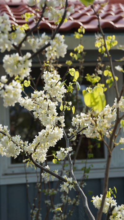 CERCIS chinensis ´Shirobana´