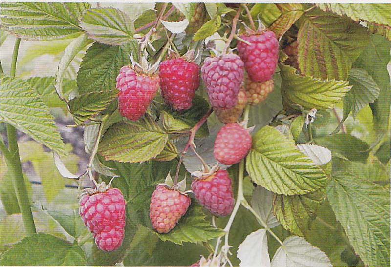 RUBUS idaeus ´Tulameen´