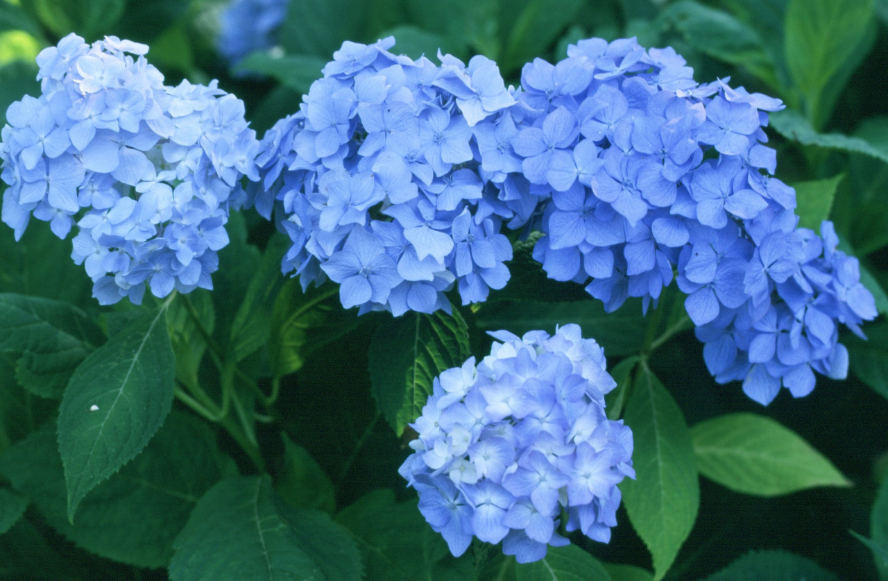 HYDRANGEA macrophylla ´Générale Vicomtesse de Vibraye´