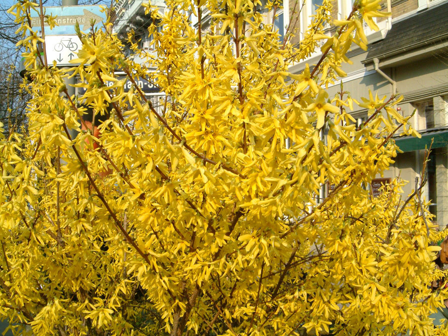 FORSYTHIA intermedia ´Lynwood´ (=´Lynwood Gold´, ´Lynwood Variety´)