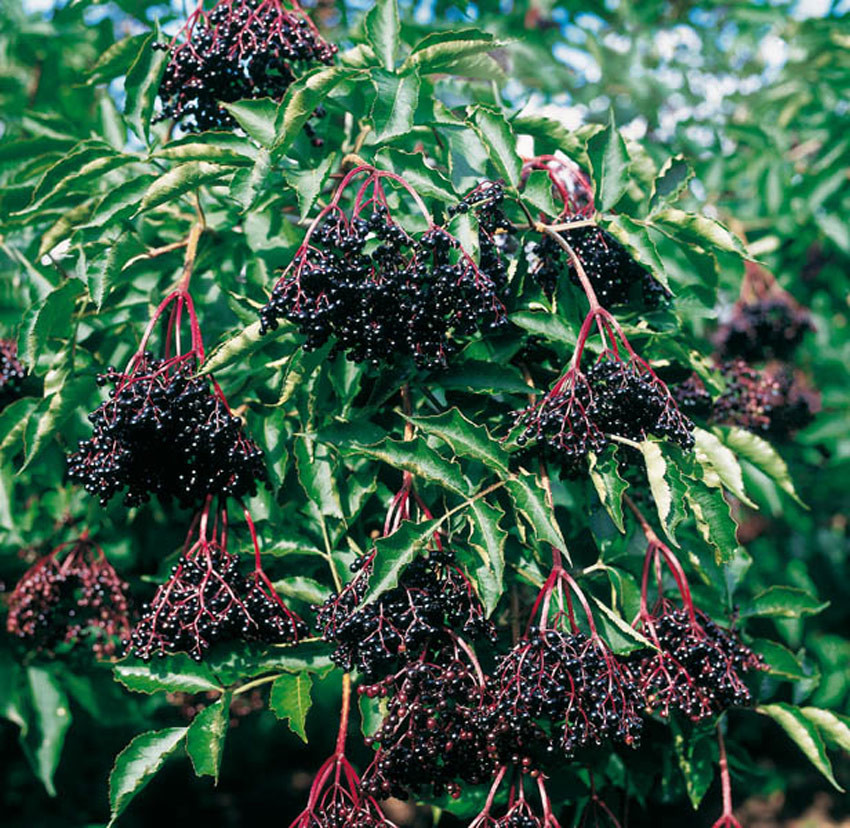 SAMBUCUS nigra ´Sampo´