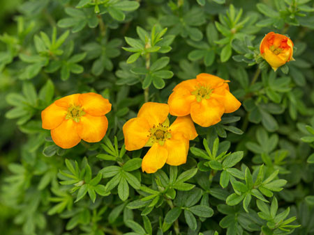 POTENTILLA fruticosa ´Mandarin Tango´ (´JEFMAN´)Ⓢ FE®