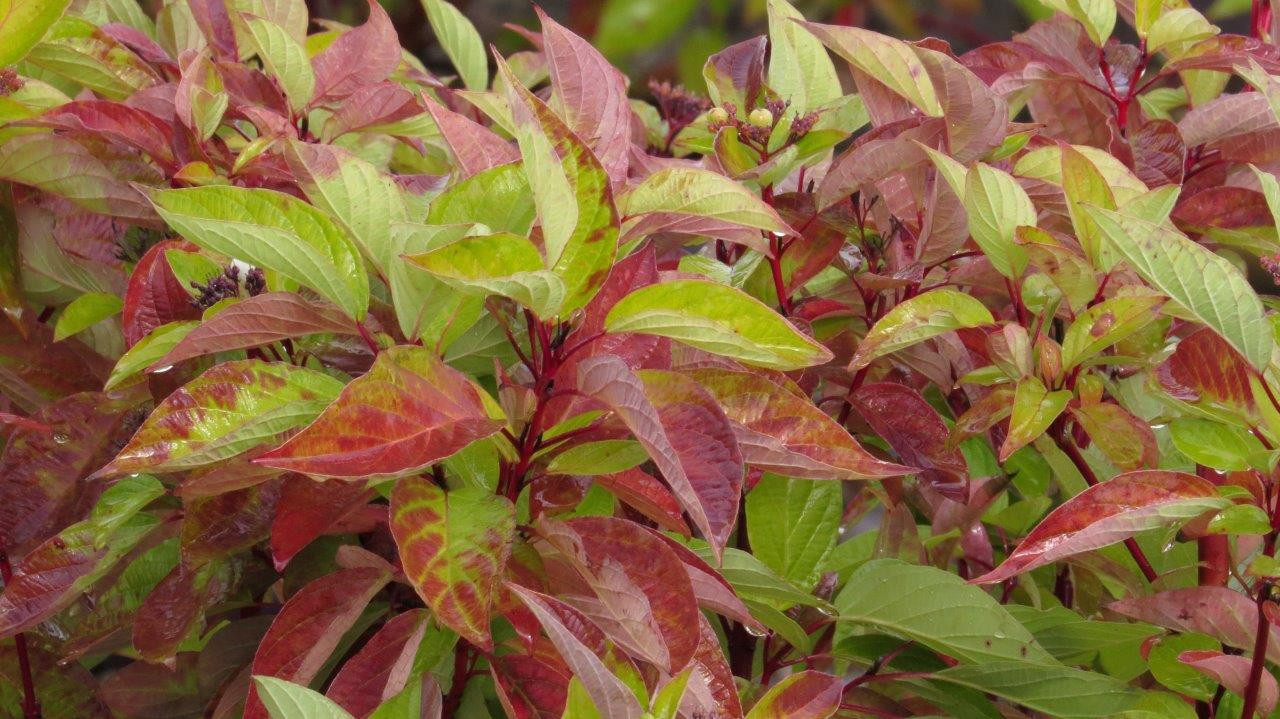 CORNUS sericea ´Firedance´ (´Bailadeline´)Ⓢ (=stolonifera ´Firedance´) FE®