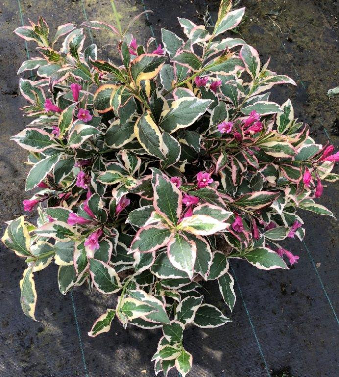 WEIGELA florida ´All Summer® (´Verweig 8´)Ⓢ Decidous trees and