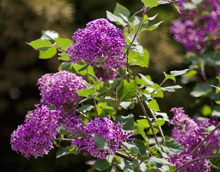 SYRINGA ´Bloomerang® Dark Purple´ (´SMSJBP7´)Ⓢ