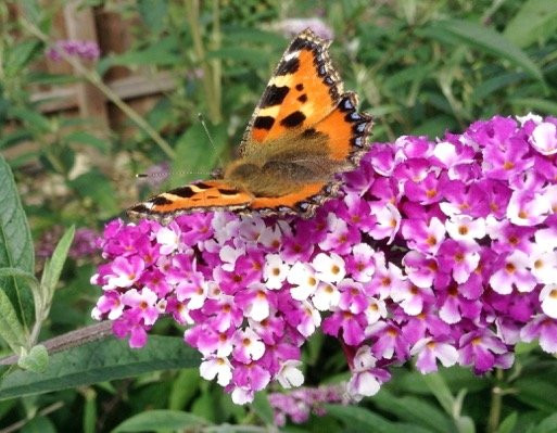 BUDDLEJA davidii ´Berries &amp; Cream´ (&#039;Pmoore14&#039;)Ⓢ