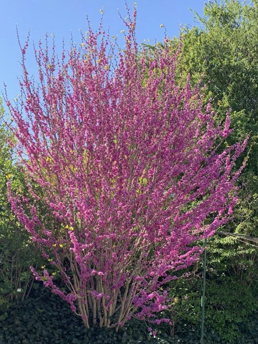 CERCIS siliquastrum