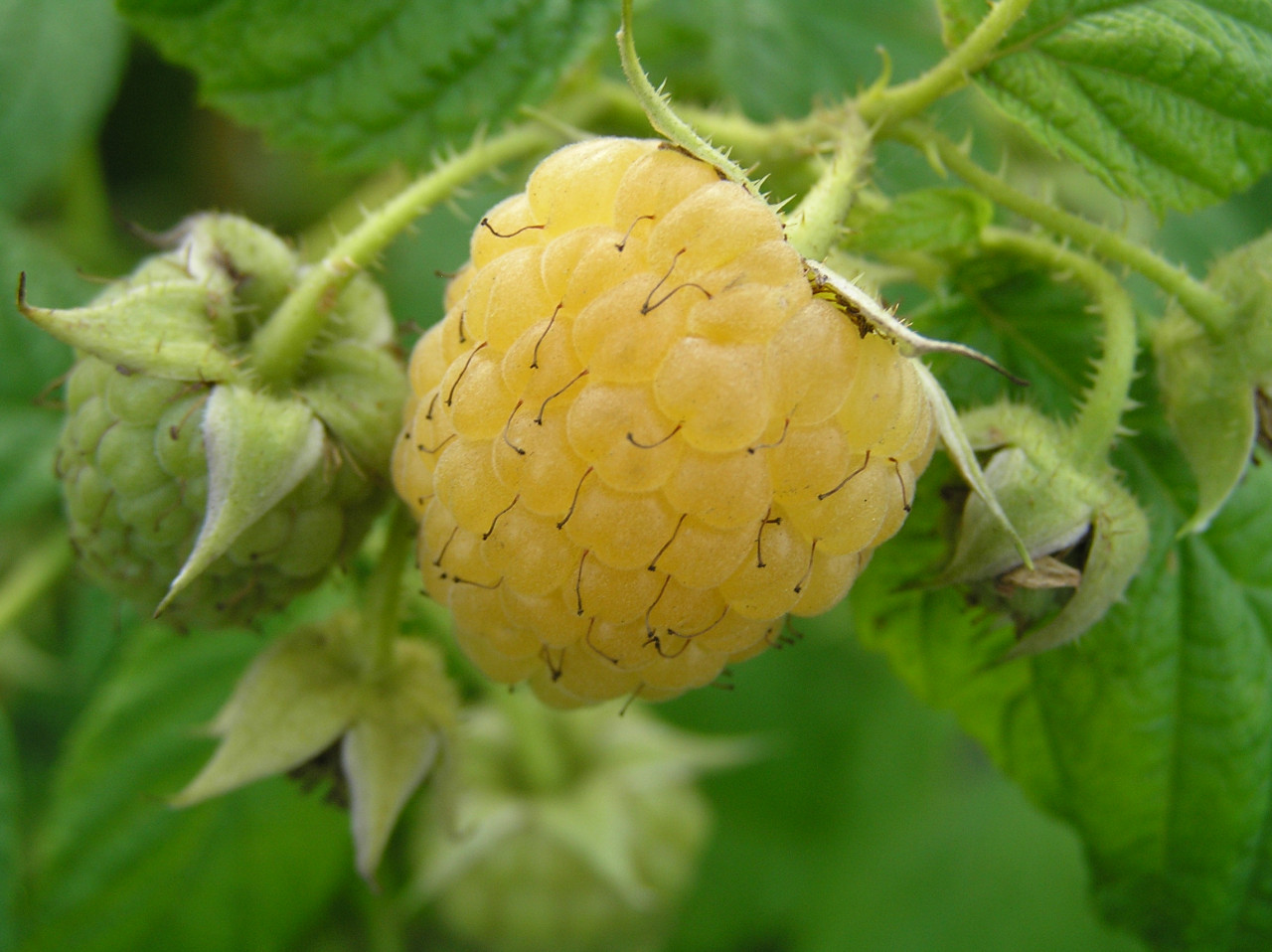 RUBUS idaeus ´Golden Queen´