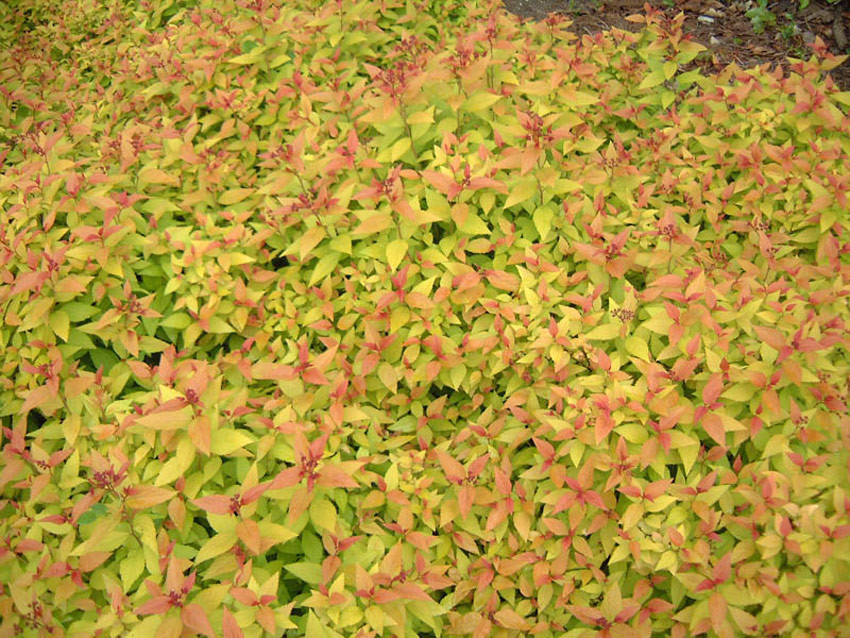 SPIRAEA japonica ´Goldmound´