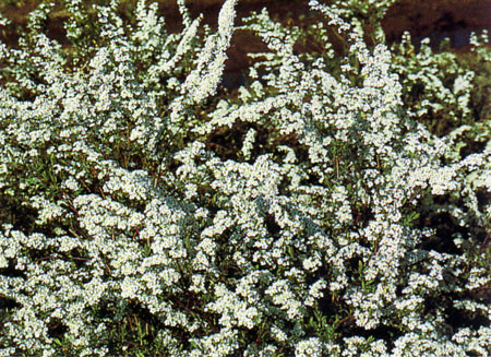 SPIRAEA arguta