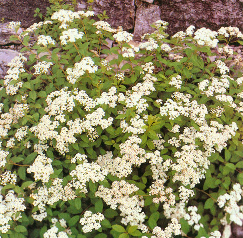 SPIRAEA decumbens