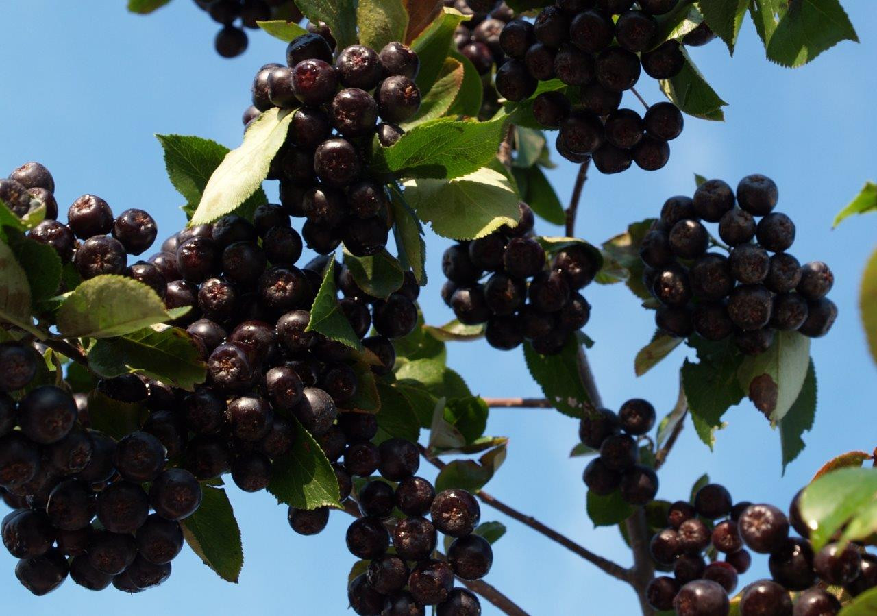 ARONIA prunifolia ´Aron´ (= melanocarpa ´Aron´)