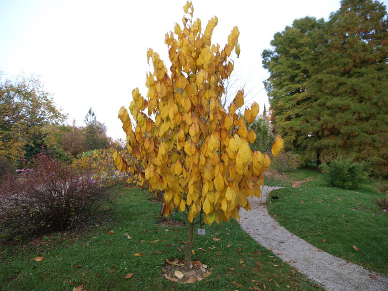 ASIMINA triloba