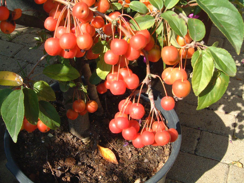 recettes malus john downie recettes malus john downie