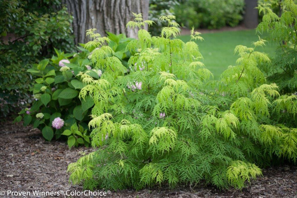 SAMBUCUS racemosa ´Lemony Lace´® (´SMNSRD4´)Ⓢ PW®